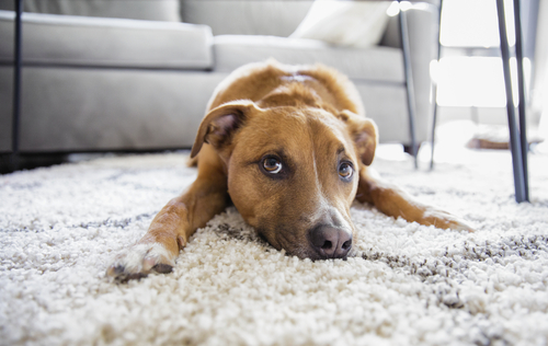 a dog lying on a carpet
