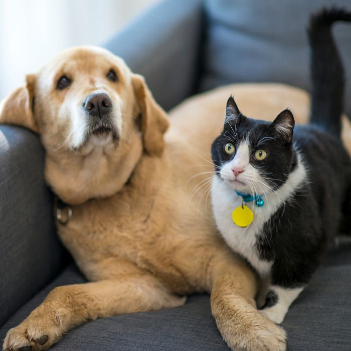a dog and cat lying on a couch