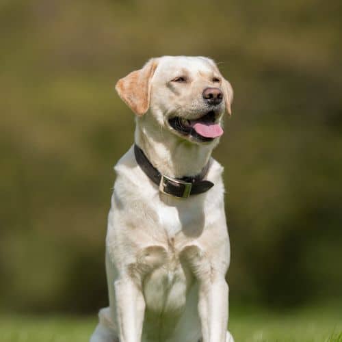 A happy white dog sitting outdoors
