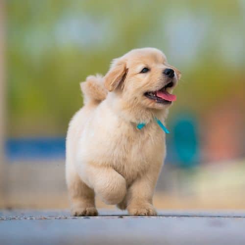 A puppy walking on the road