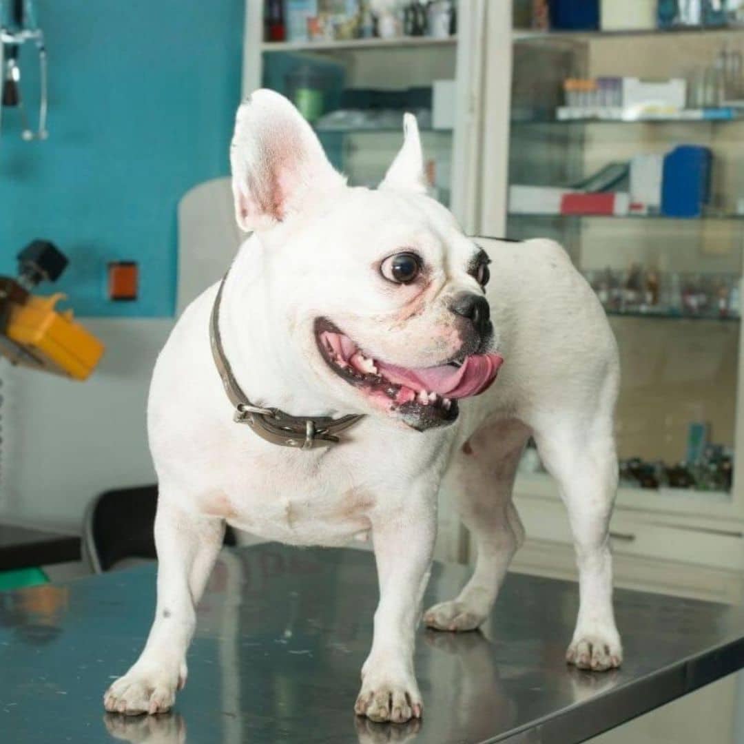 A white dog standing on a exam table