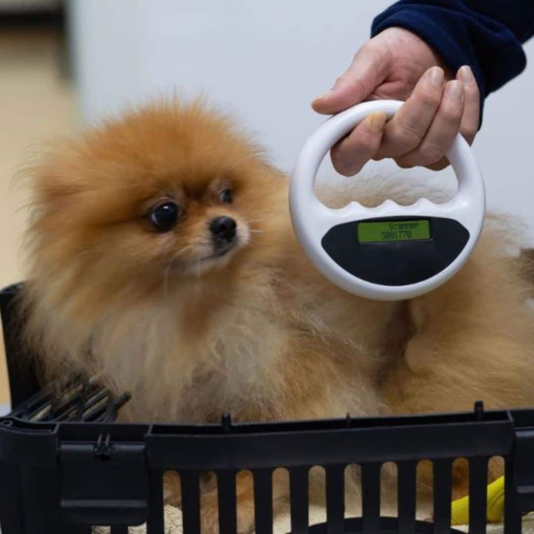 Pet Microchipping img Veterinarian scanning a dog's body for a microchip