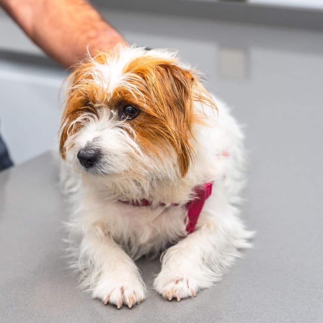 Pet Vaccination A dog resting on a counter
