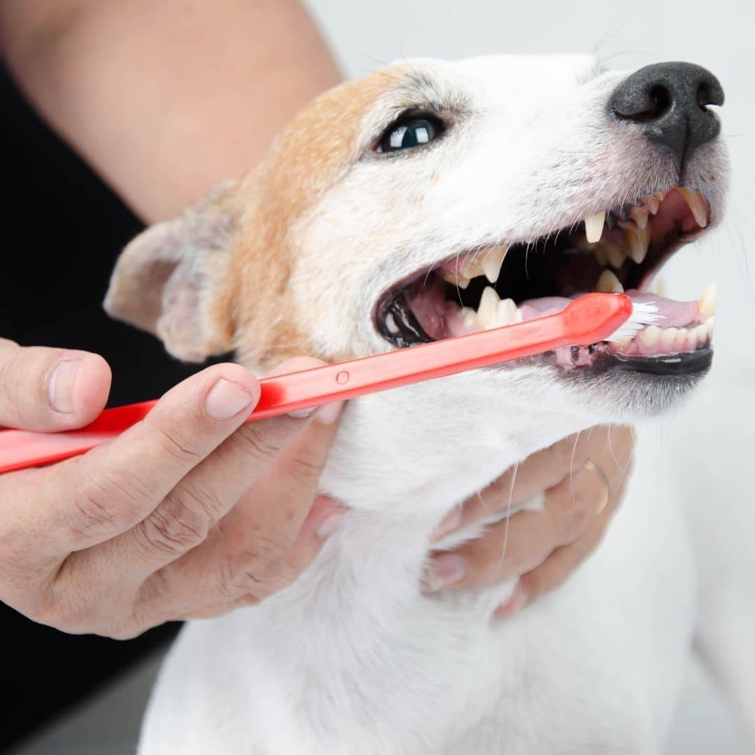 dental care a person gently brushes a dog's teeth
