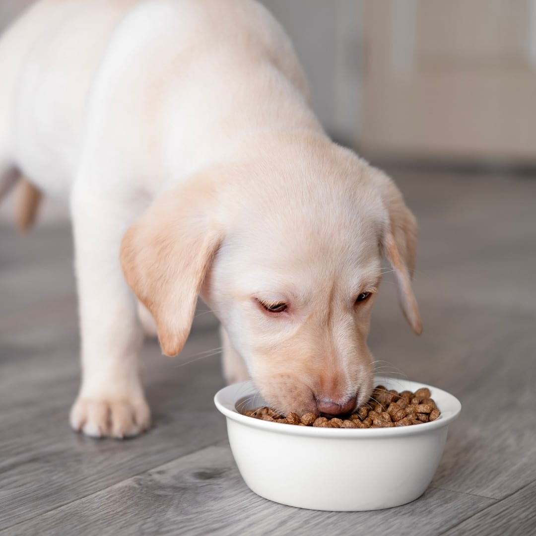 nutrition puppy enjoying its meal from a food bowl