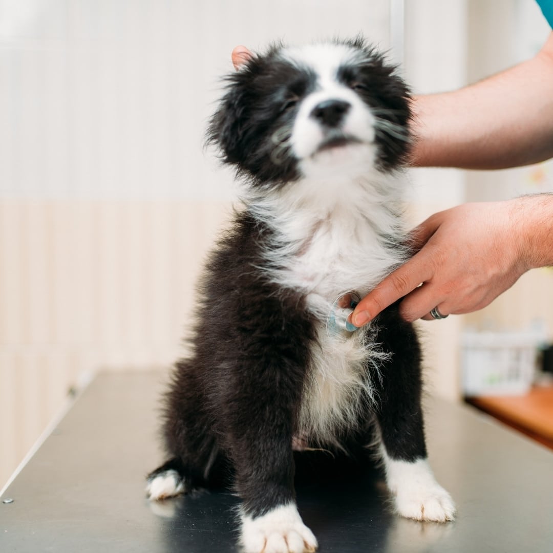 pet wellness a veterinarian examining a black and white puppy
